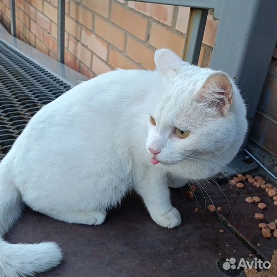 Кот в добрые руки