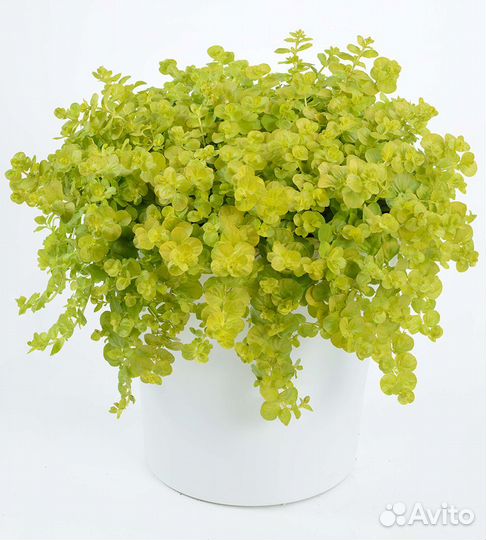 Вербейник, Будра, Цимбалярия