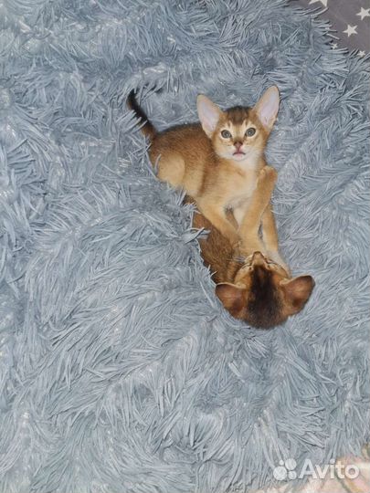 Абиссинские котята