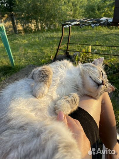Котик в добрые ручки