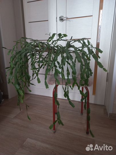 Комнатные растения цветущие