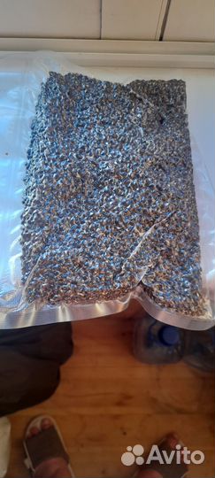 Конопля техническая. Тигровый орех