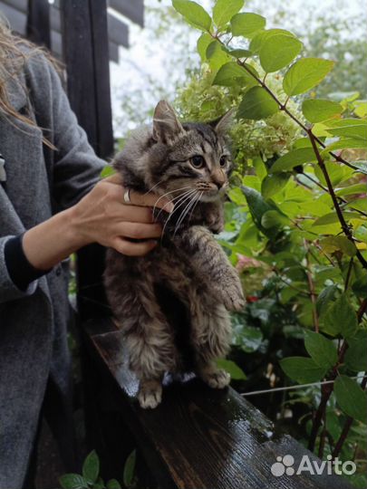 Пушистый котик сибиряк