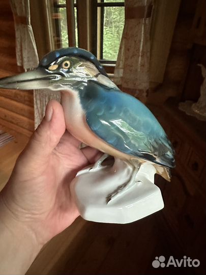 Птица дрозд