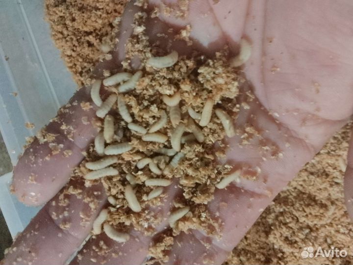 Яйцо черной львинки