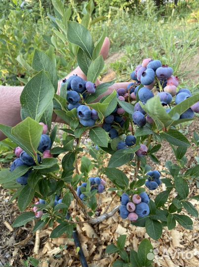 Голубика садовая саженцы