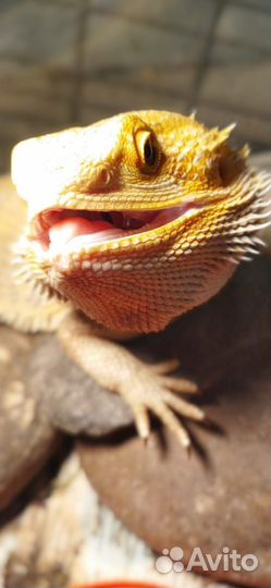 Ящерица агама