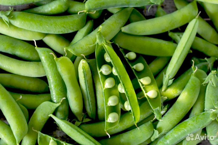Молодой горох