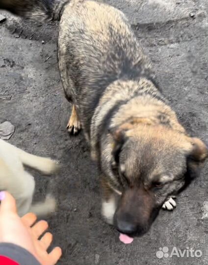 Собака (пропала)