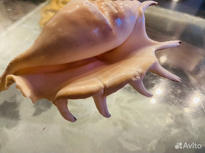 Ракушка океаническая