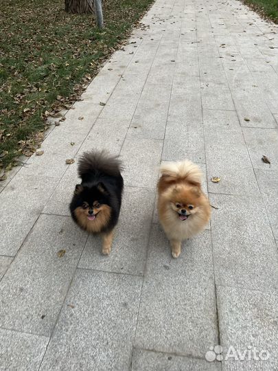 Передержка собак в домашних условиях