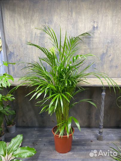 Пальма хамедорея