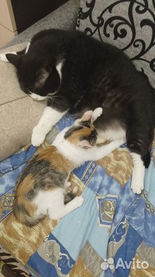 Трехцветная кошечка счастье и удача вашему дому