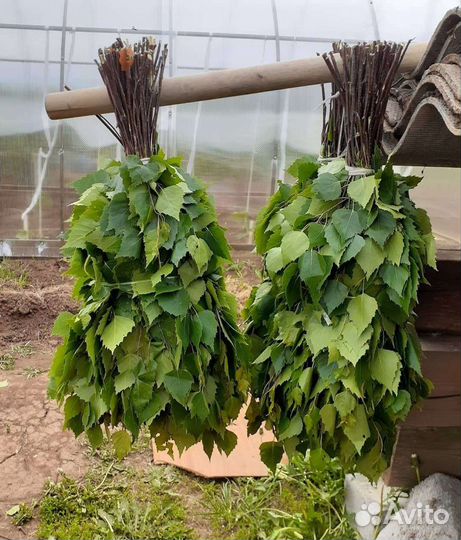 Веники березовые