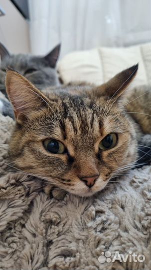 Молодая кошечка