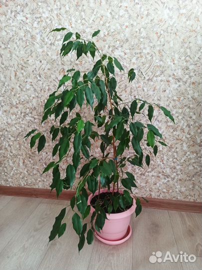 Фикус бенджамина