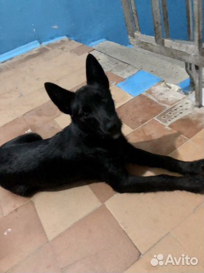 Собака в добрые руки