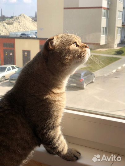 Шотландский вислоухий кот на вязку