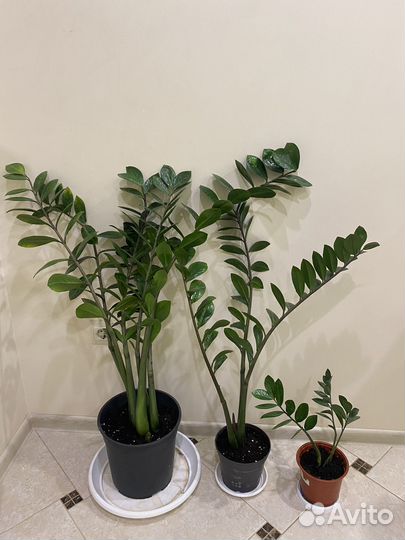 Замиокулькас