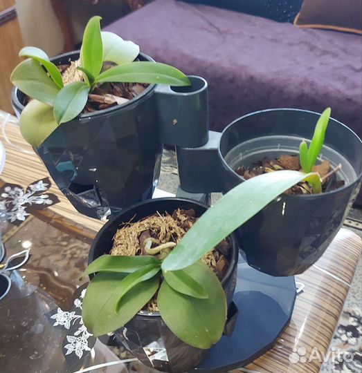 Комнатные цветы