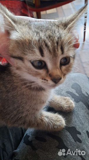 Кошки в добрые руки бесплатно