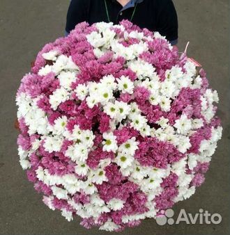 Ромашки 51шт, 101 шт, доставка цветов