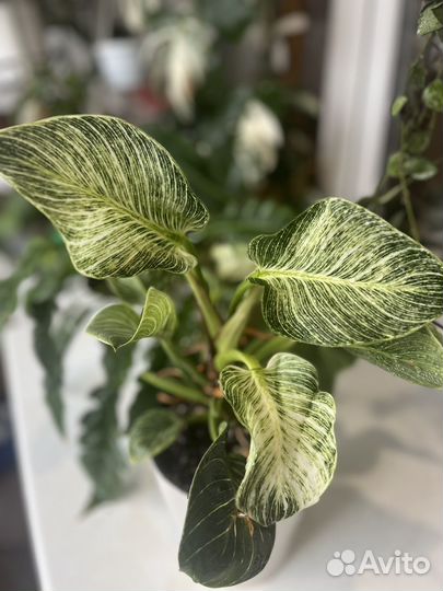 Комнатные растения цветы