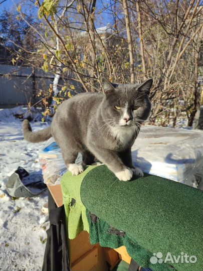 Молодой котик, ласковый и упитанный