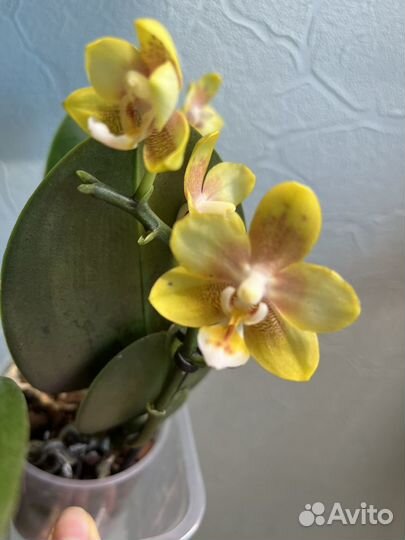 Орхидеи фаленопсис не цветущие домашние
