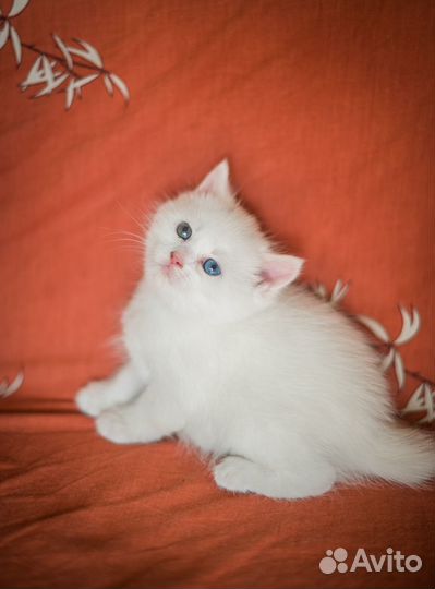 Котята от турецкой ангоры
