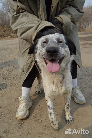 Отдам собаку в добрые руки