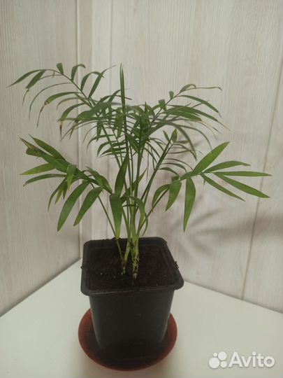 Комнатные цветы