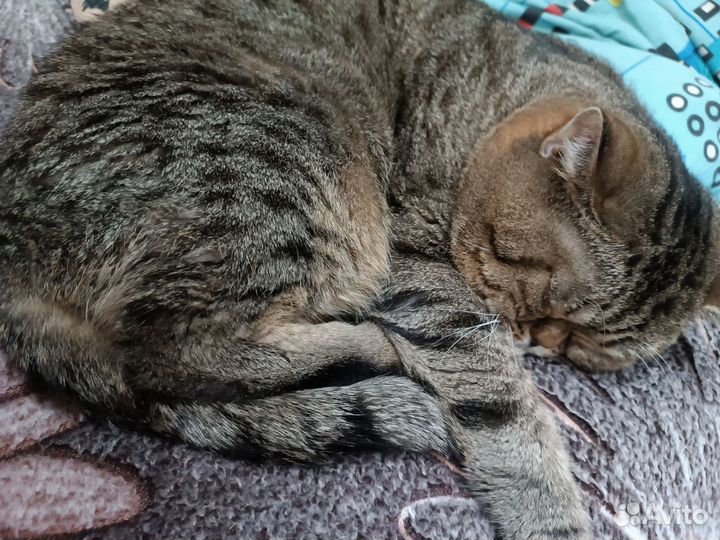 Отдам кота
