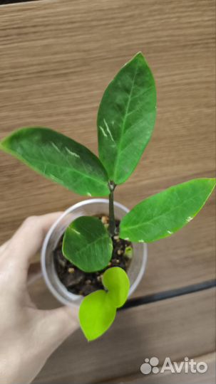 Замиокулькас