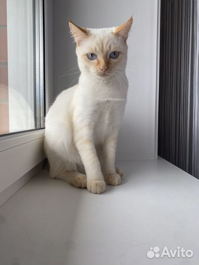 Кота в добрые руки