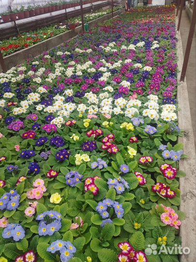 Цветы примула