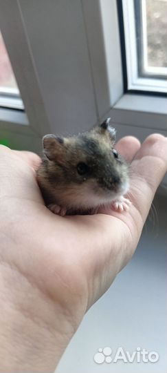 Сирийский хомяк мальчик