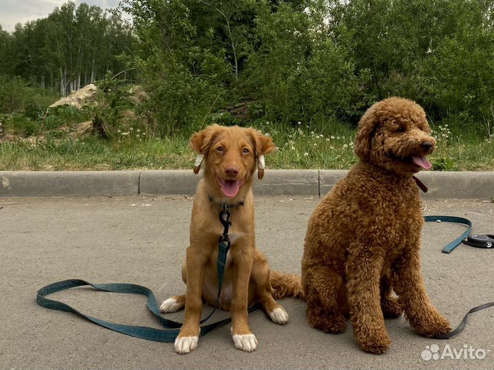 Дрессировка собак Кинолог