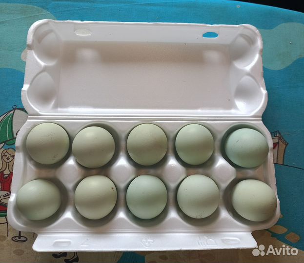 Амераукан ия