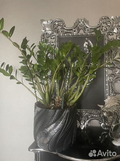 Замиокулькас