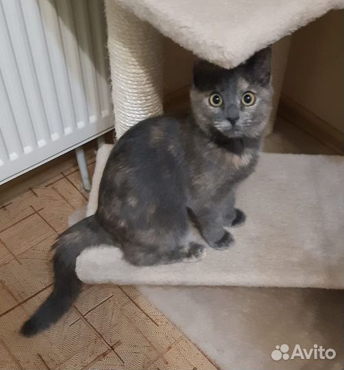 Мася ищет дом