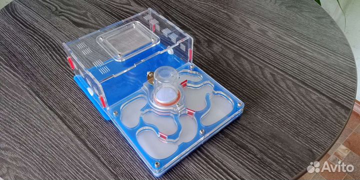 Формикарий - муравьиная ферма