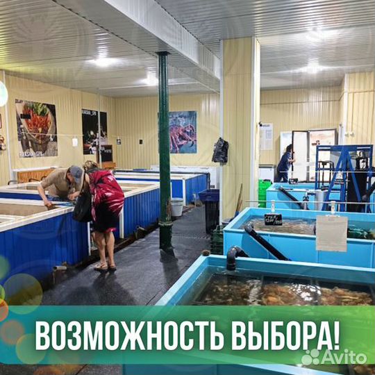 Живой гребешок Морской Морепродукты