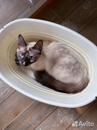 Тайская кошка