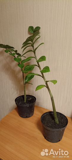 Замиокулькас