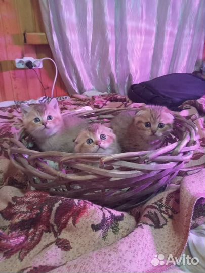 Британцы, котики