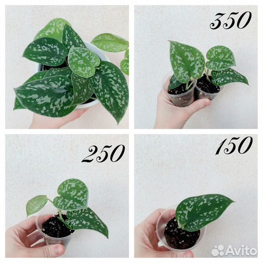 Сциндапсус эпипремнум