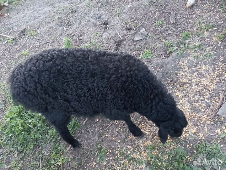 Овцы,бараны,ягнята