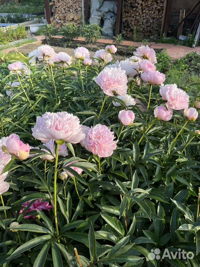 Пионы саженцы
