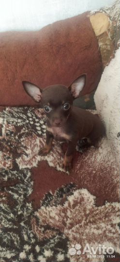 Той-терьер щенки